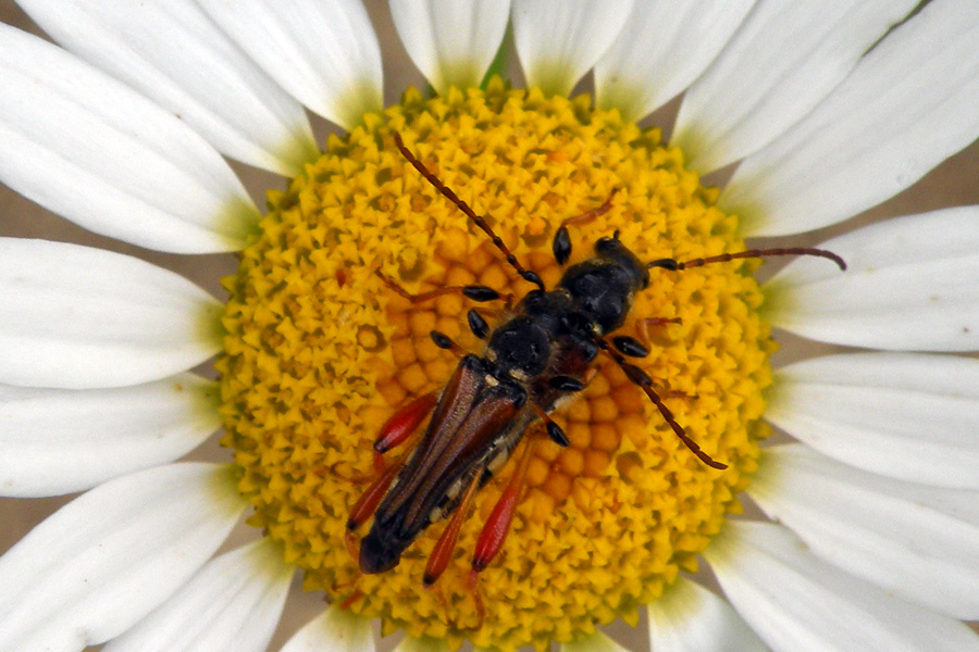 Stenopterus rufus reggiano